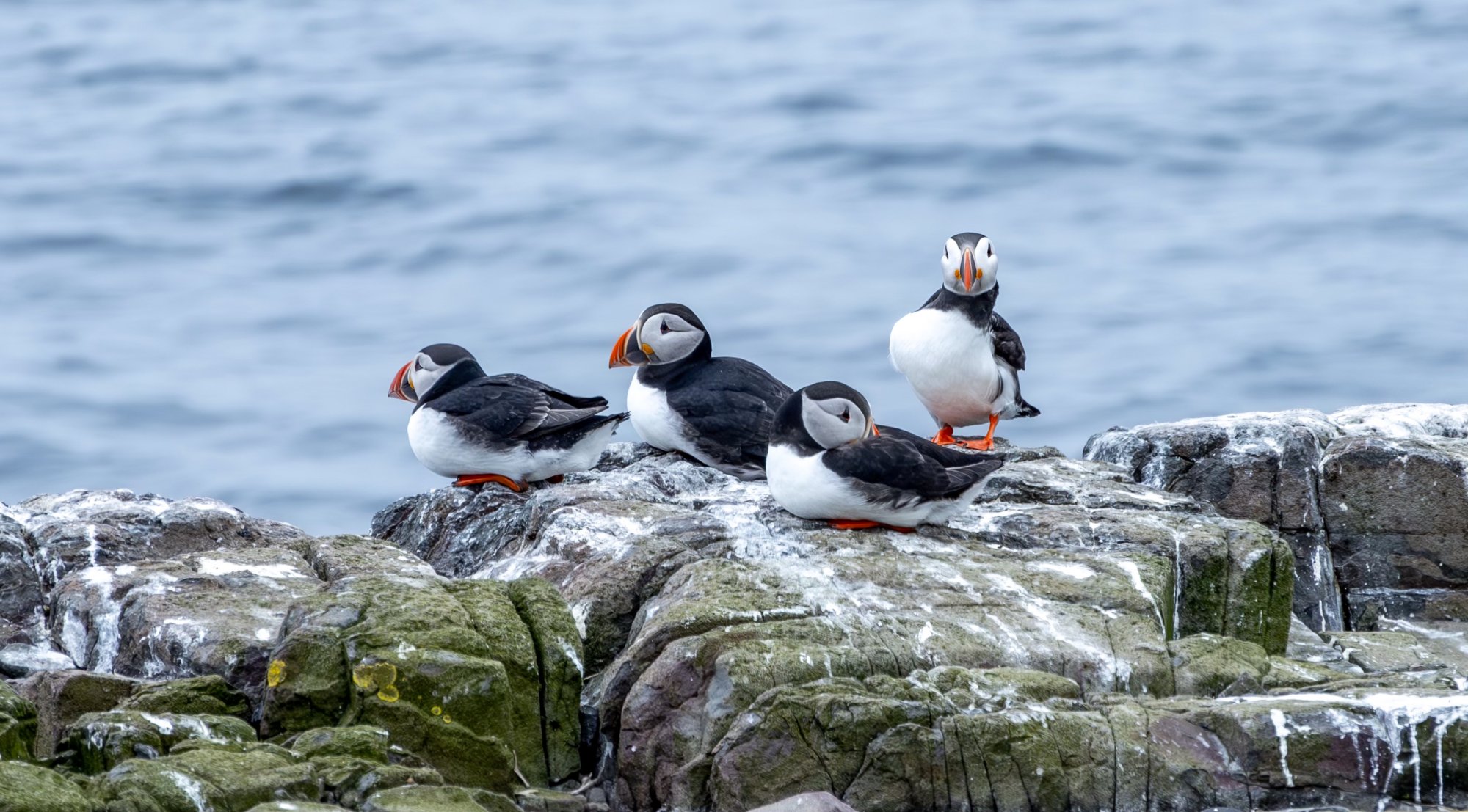 Farne Island puffins