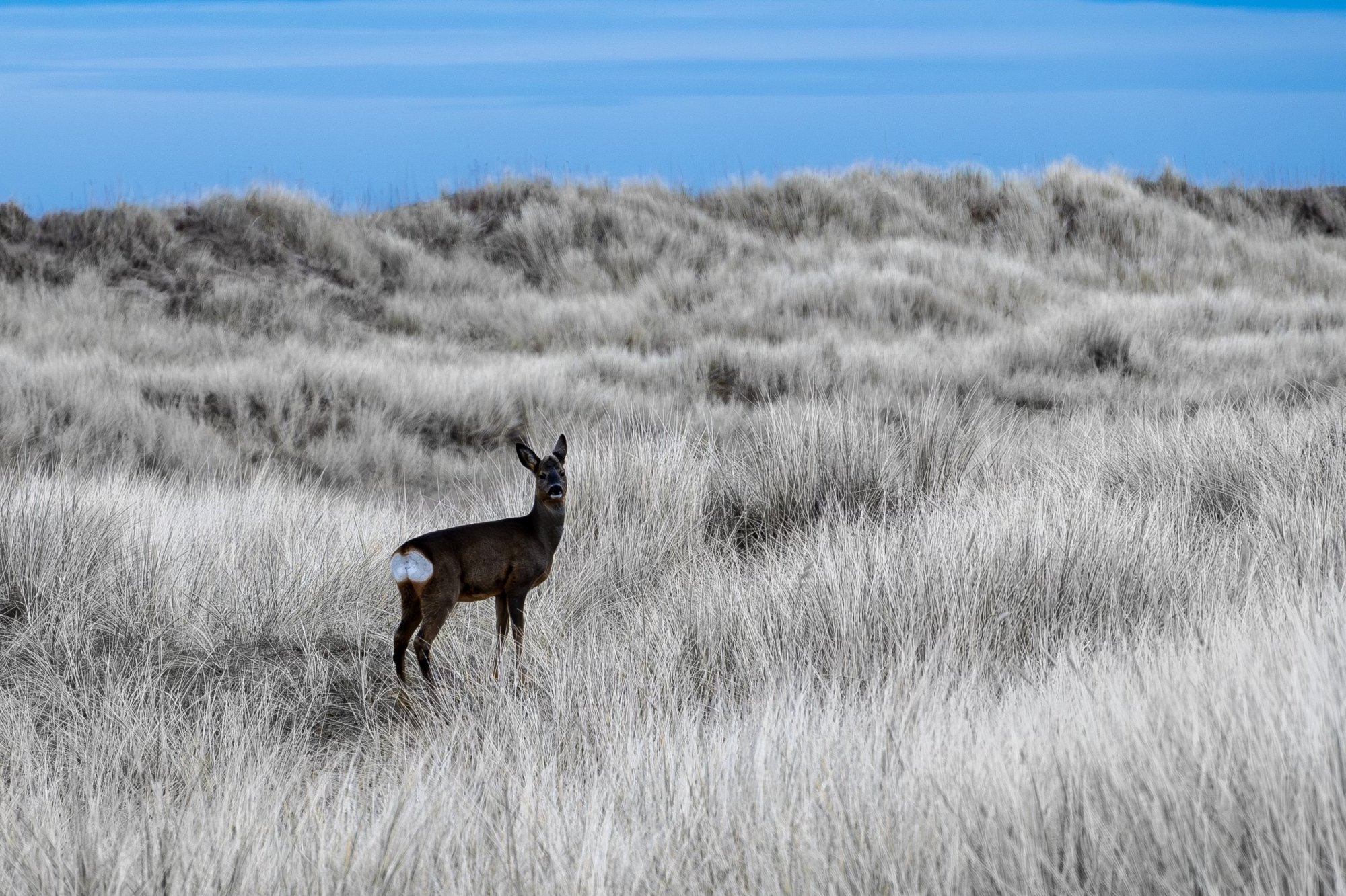 Lindisfarne deer