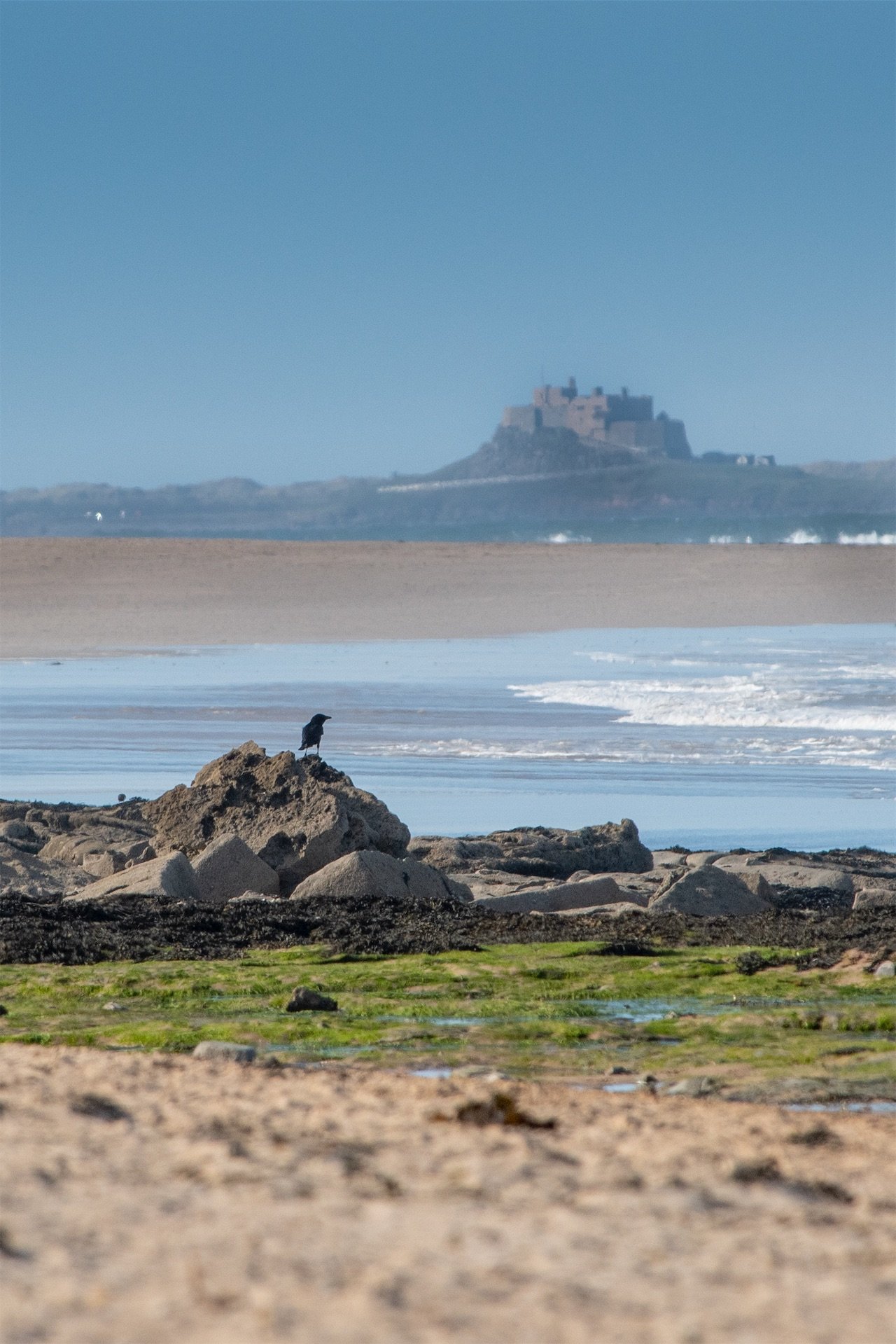 Lindisfarne Castle across the water from Bamburgh Beach