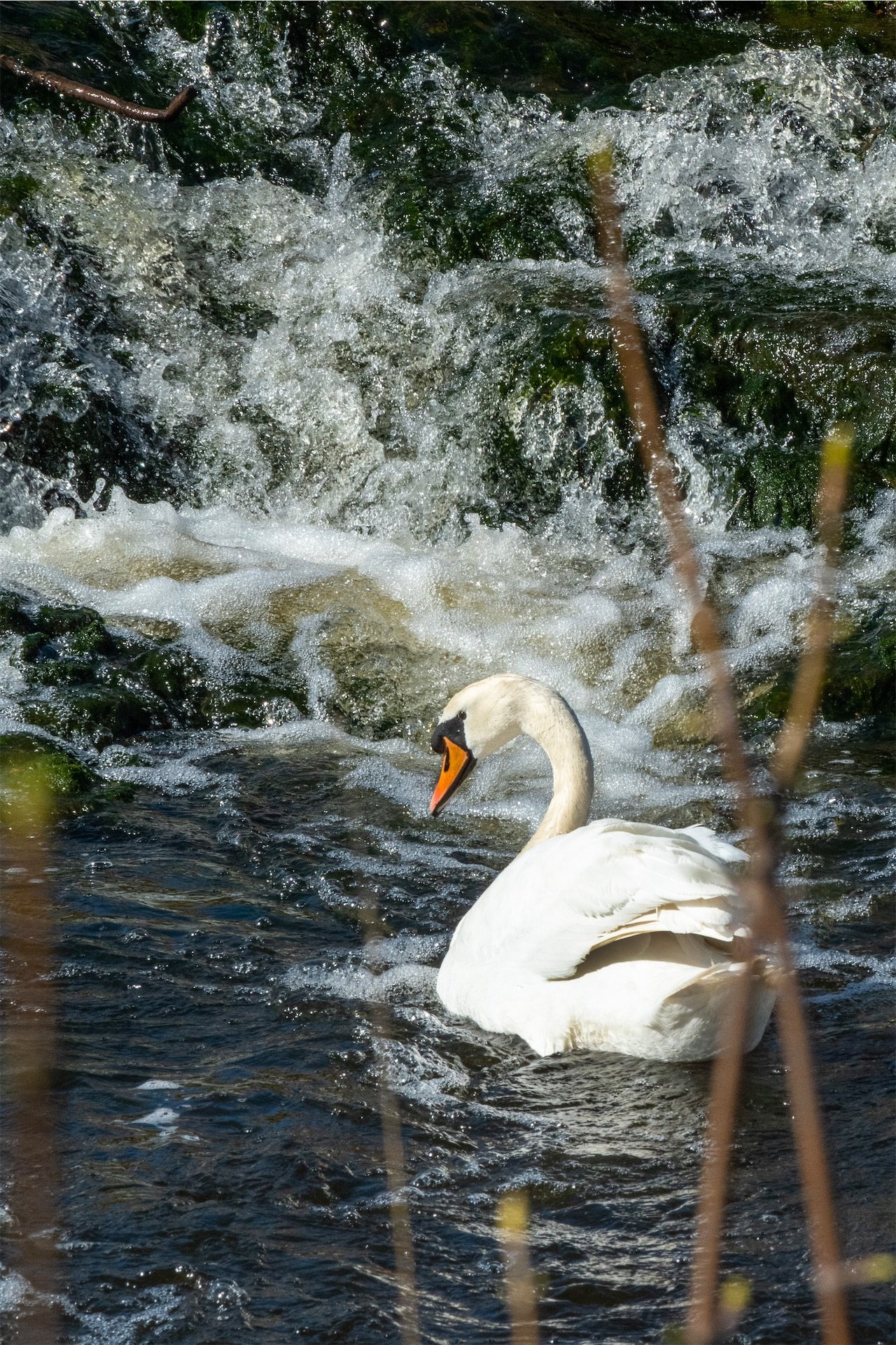 Waren Burn swan