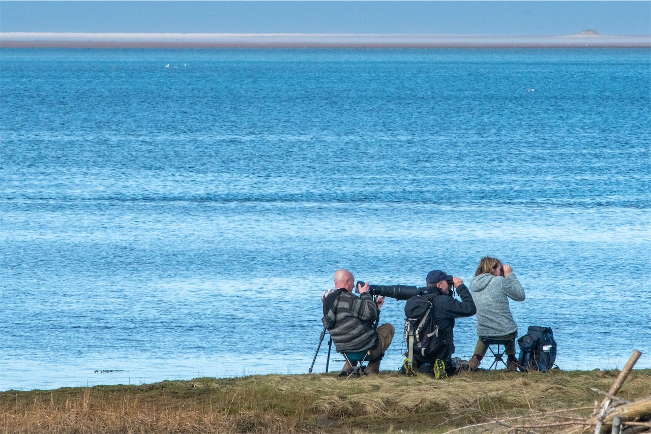 Budle Bay birdwatchers