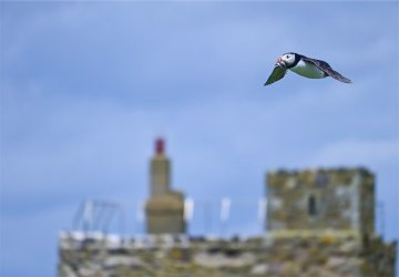 puffin returning to feed chicks