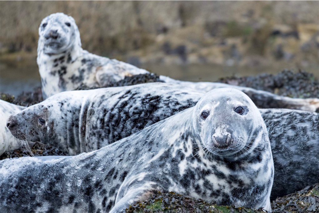 Farne Island Seals
