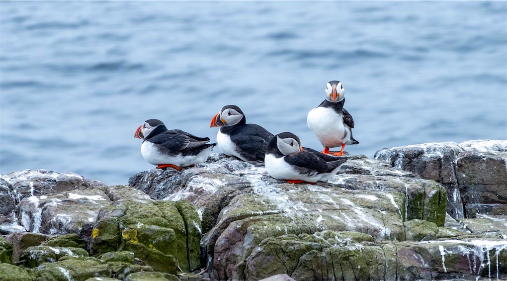 Farne Island puffins