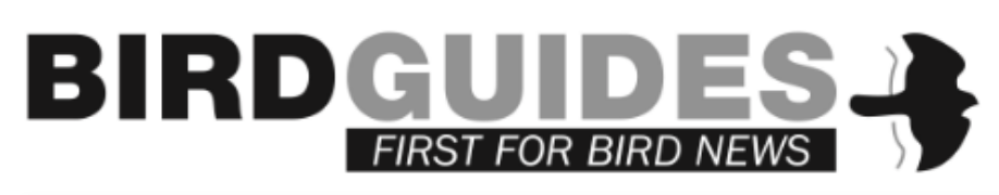 link to BirdGuides information on Budle Basy