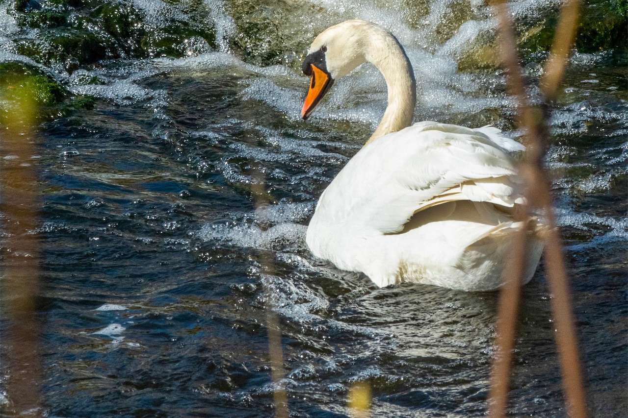 A nesting swan exploring Waren Burn
