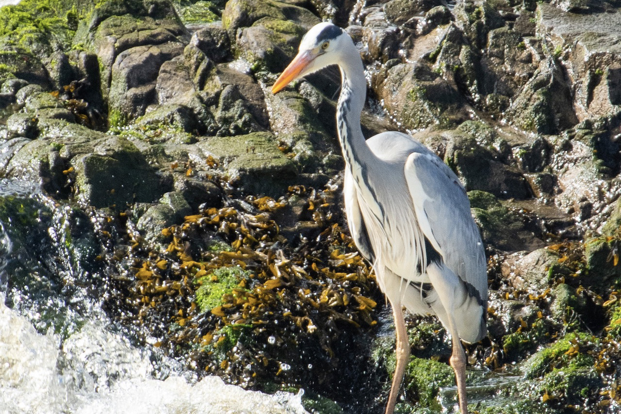 Heron viewed through BayView Jetty Cottage picture window